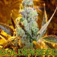 lowryder 2 free seed offer