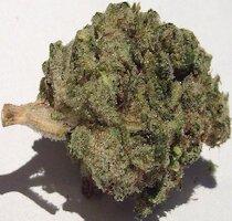 cannabis buds from goldenseed