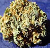 marijuana budds from goldenseed