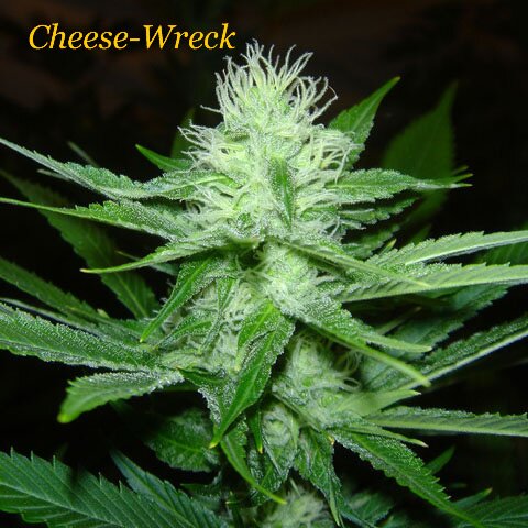 CHEESE WRECK CANNABIS SEEDS FROM GOLDENSEED.NL